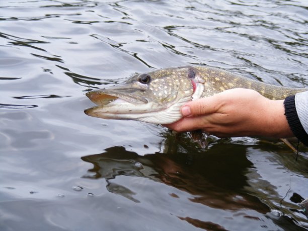 Shrap-Drakers.pl | Shrap Drakers Fishing | Wędkarstwo 