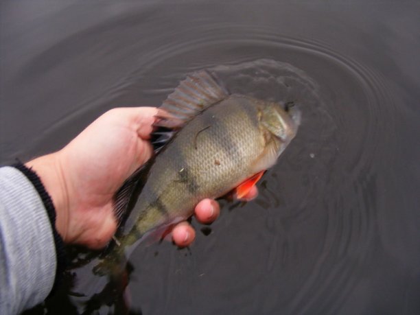 Shrap-Drakers.pl | Shrap Drakers Fishing | Wędkarstwo 