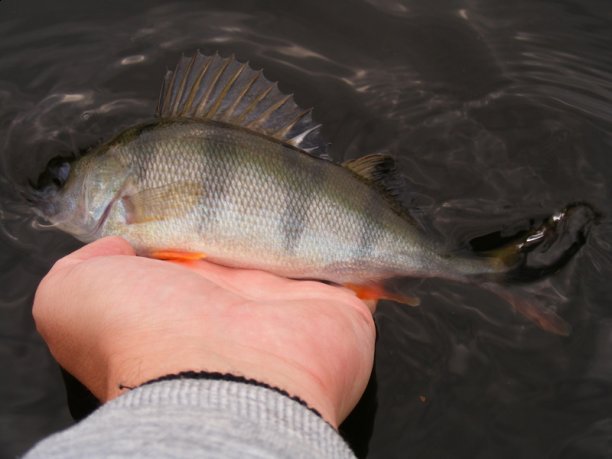 Shrap-Drakers.pl | Shrap Drakers Fishing | Wędkarstwo 