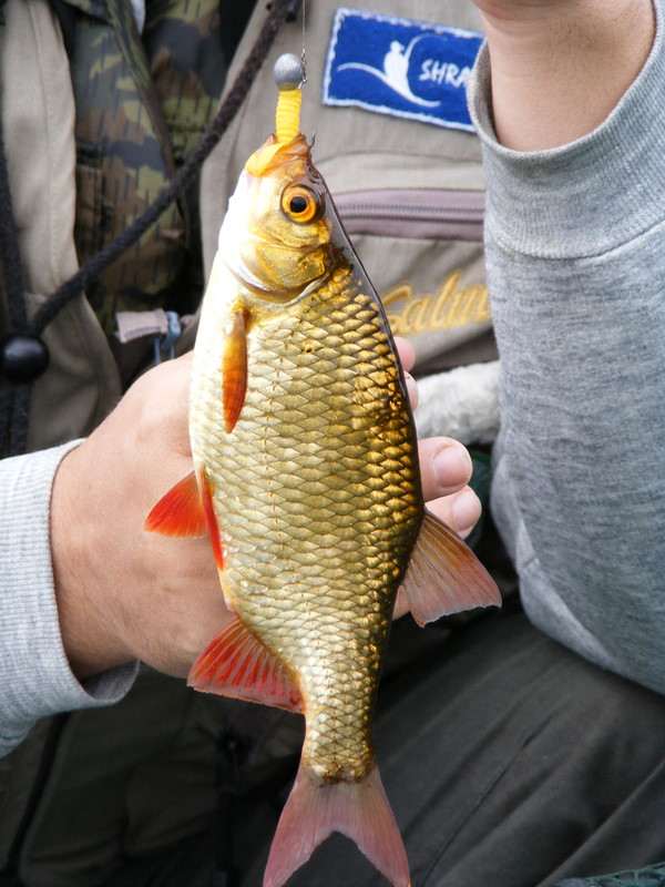 Shrap-Drakers.pl | Shrap Drakers Fishing | Wędkarstwo 