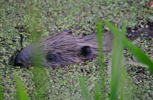 Shrap-Drakers.pl | Shrap Drakers Fishing | Wędkarstwo 