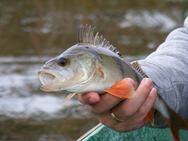 Shrap-Drakers.pl | Shrap Drakers Fishing | Wędkarstwo 