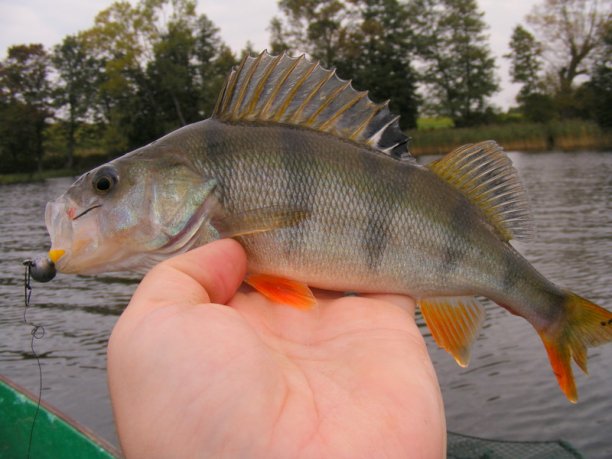 Shrap-Drakers.pl | Shrap Drakers Fishing | Wędkarstwo 