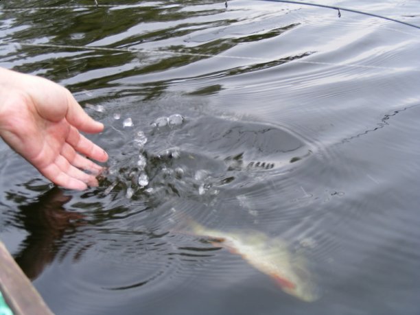 Shrap-Drakers.pl | Shrap Drakers Fishing | Wędkarstwo 