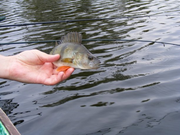 Shrap-Drakers.pl | Shrap Drakers Fishing | Wędkarstwo 