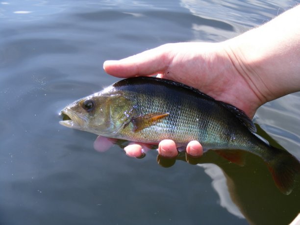 Shrap-Drakers.pl | Shrap Drakers Fishing | Wędkarstwo 