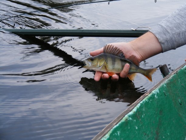 Shrap-Drakers.pl | Shrap Drakers Fishing | Wędkarstwo 