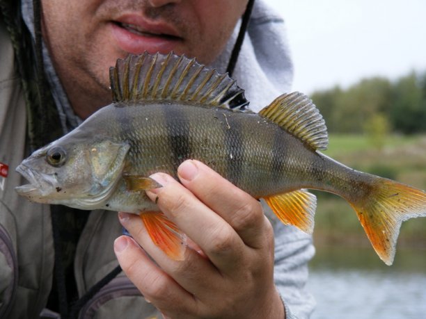 Shrap-Drakers.pl | Shrap Drakers Fishing | Wędkarstwo 