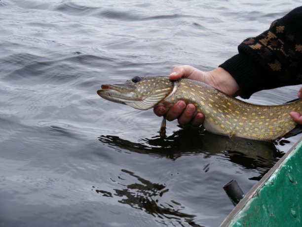 Shrap-Drakers.pl | Shrap Drakers Fishing | Wędkarstwo 