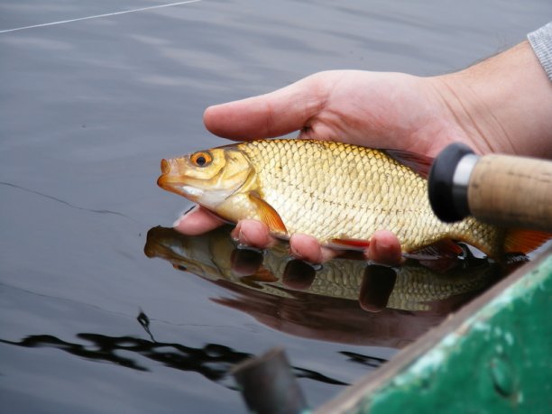 Shrap-Drakers.pl | Shrap Drakers Fishing | Wędkarstwo 