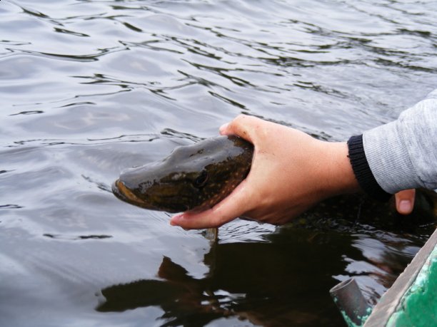 Shrap-Drakers.pl | Shrap Drakers Fishing | Wędkarstwo 