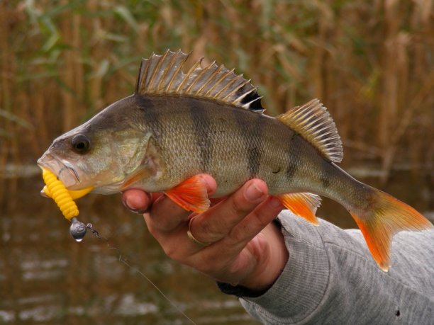 Shrap-Drakers.pl | Shrap Drakers Fishing | Wędkarstwo 