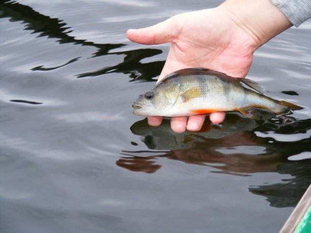 Shrap-Drakers.pl | Shrap Drakers Fishing | Wędkarstwo 