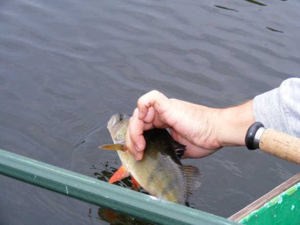 Shrap-Drakers.pl | Shrap Drakers Fishing | Wędkarstwo 