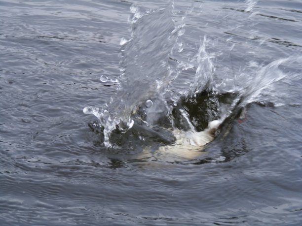 Shrap-Drakers.pl | Shrap Drakers Fishing | Wędkarstwo 