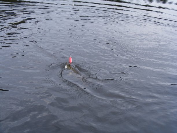 Shrap-Drakers.pl | Shrap Drakers Fishing | Wędkarstwo 