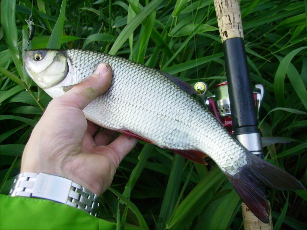 Shrap-Drakers.pl | Shrap Drakers Fishing | Wędkarstwo 