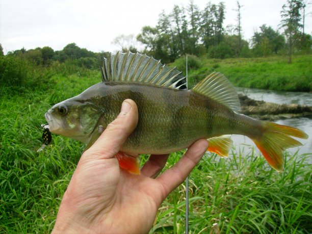 Shrap-Drakers.pl | Shrap Drakers Fishing | Wędkarstwo 