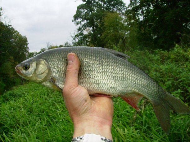 Shrap-Drakers.pl | Shrap Drakers Fishing | Wędkarstwo 