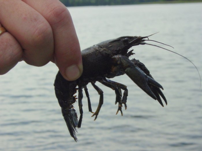 Shrap-Drakers.pl | Shrap Drakers Fishing | Wędkarstwo 