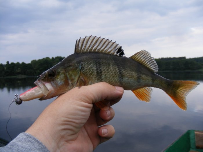 Shrap-Drakers.pl | Shrap Drakers Fishing | Wędkarstwo 