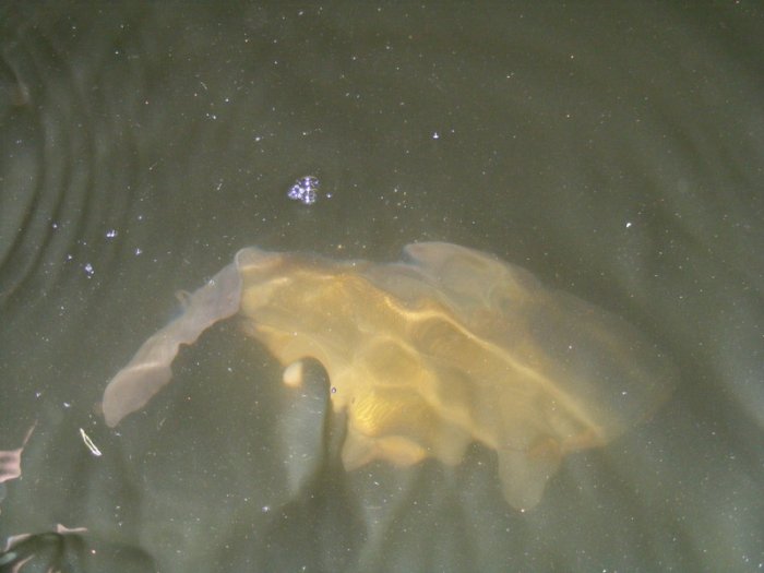 Shrap-Drakers.pl | Shrap Drakers Fishing | Wędkarstwo 