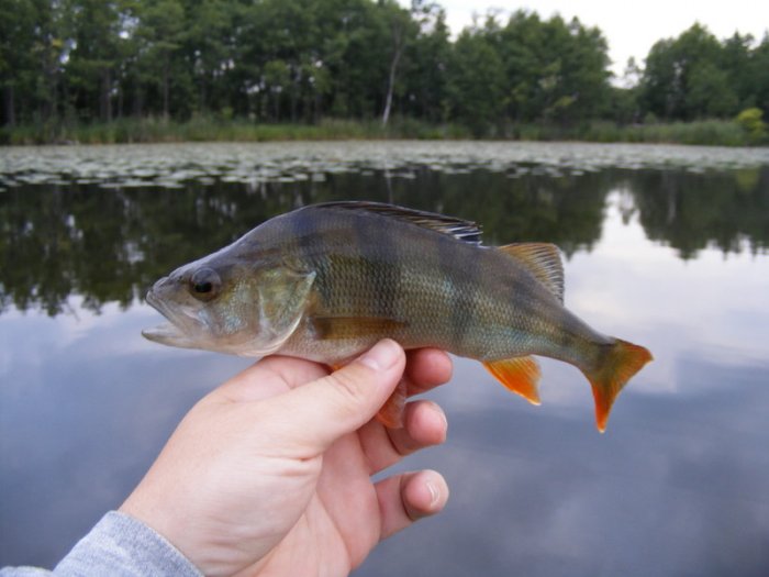 Shrap-Drakers.pl | Shrap Drakers Fishing | Wędkarstwo 