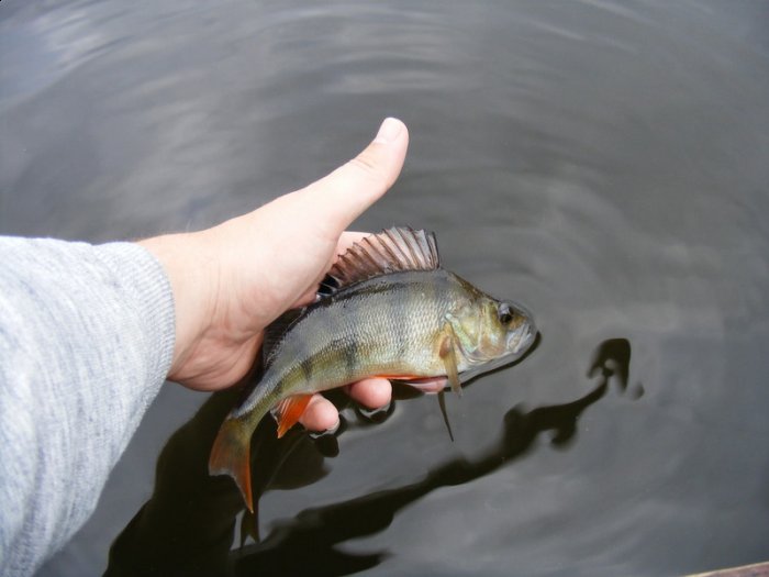 Shrap-Drakers.pl | Shrap Drakers Fishing | Wędkarstwo 