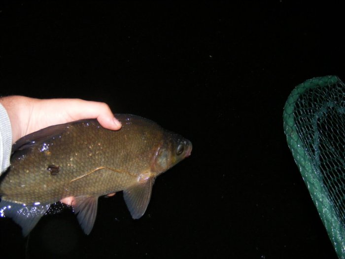 Shrap-Drakers.pl | Shrap Drakers Fishing | Wędkarstwo 