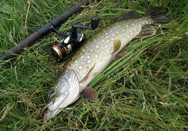 Shrap-Drakers.pl | Shrap Drakers Fishing | Wędkarstwo 