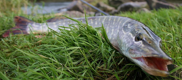 Shrap-Drakers.pl | Shrap Drakers Fishing | Wędkarstwo 