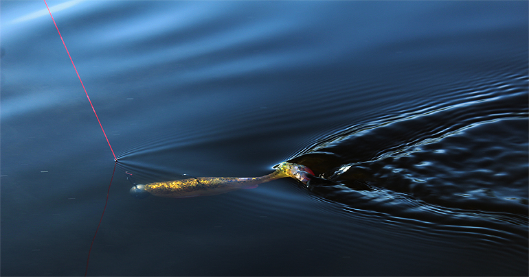 Shrap-Drakers.pl | Shrap Drakers Fishing | Wędkarstwo 