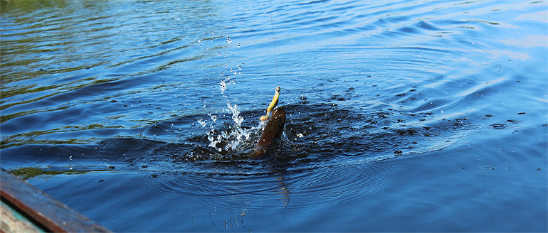 Shrap-Drakers.pl | Shrap Drakers Fishing | Wędkarstwo 