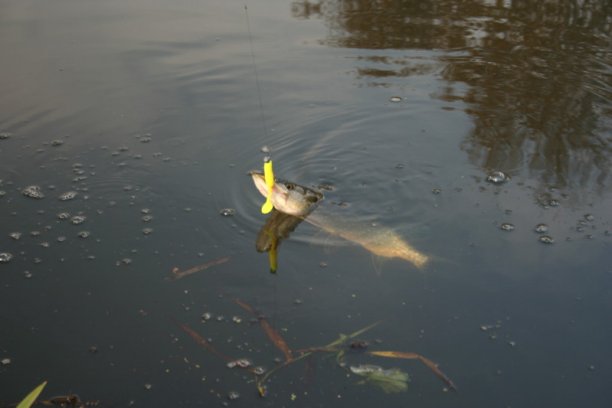 Shrap-Drakers.pl | Shrap Drakers Fishing | Wędkarstwo 