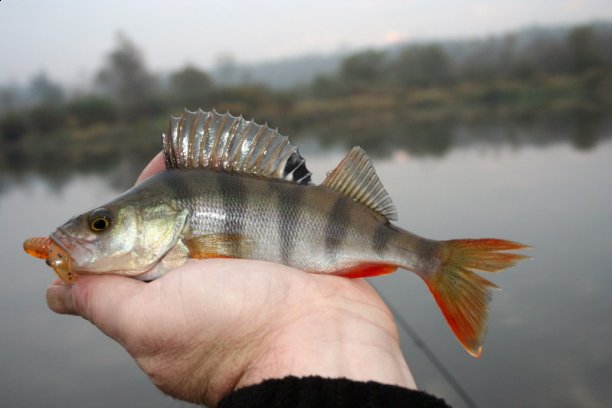 Shrap-Drakers.pl | Shrap Drakers Fishing | Wędkarstwo 