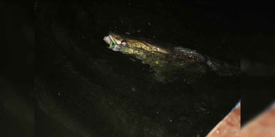 Shrap-Drakers.pl | Shrap Drakers Fishing | Wędkarstwo 