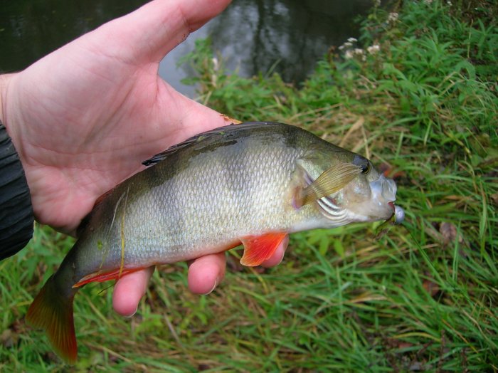 Shrap-Drakers.pl | Shrap Drakers Fishing | Wędkarstwo 