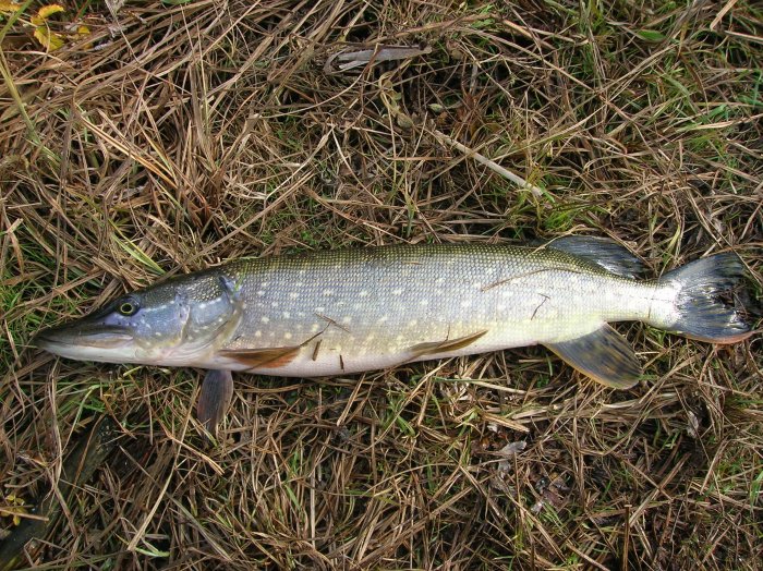 Shrap-Drakers.pl | Shrap Drakers Fishing | Wędkarstwo 