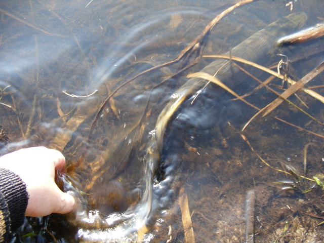 Shrap-Drakers.pl | Shrap Drakers Fishing | Wędkarstwo 