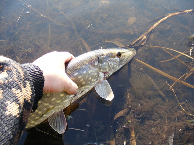 Shrap-Drakers.pl | Shrap Drakers Fishing | Wędkarstwo 