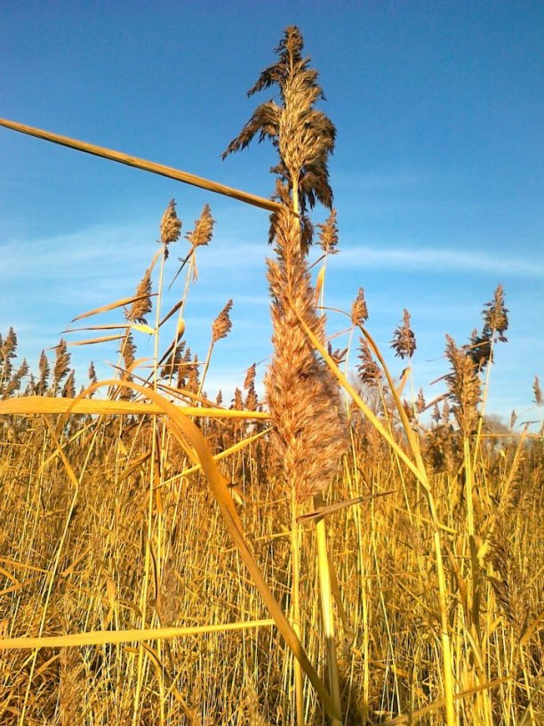 Shrap-Drakers.pl | Shrap Drakers Fishing | Wędkarstwo 