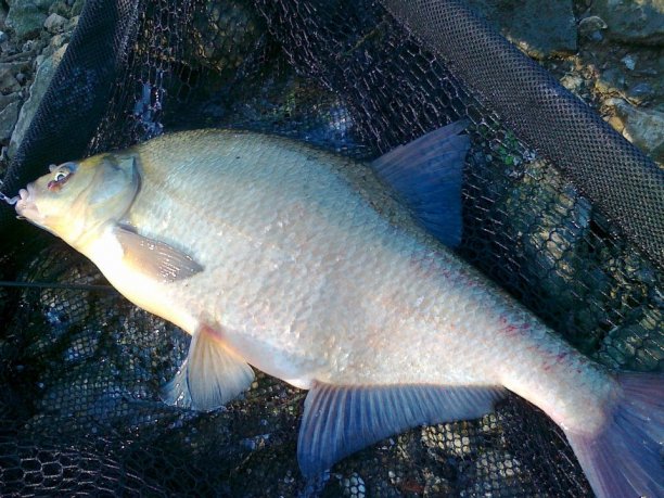 Shrap-Drakers.pl | Shrap Drakers Fishing | Wędkarstwo 