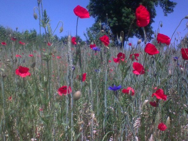Shrap-Drakers.pl | Shrap Drakers Fishing | Wędkarstwo 