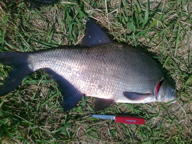 Shrap-Drakers.pl | Shrap Drakers Fishing | Wędkarstwo 