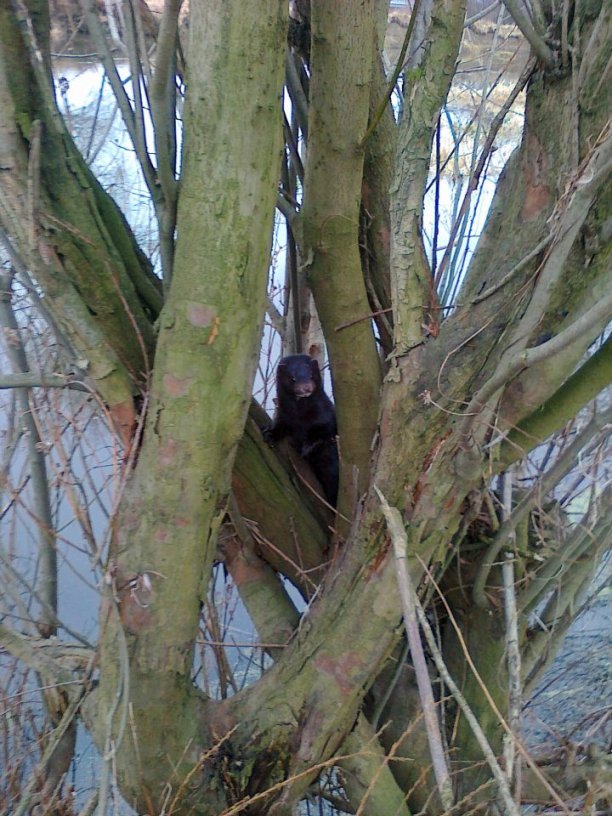 Shrap-Drakers.pl | Shrap Drakers Fishing | Wędkarstwo 