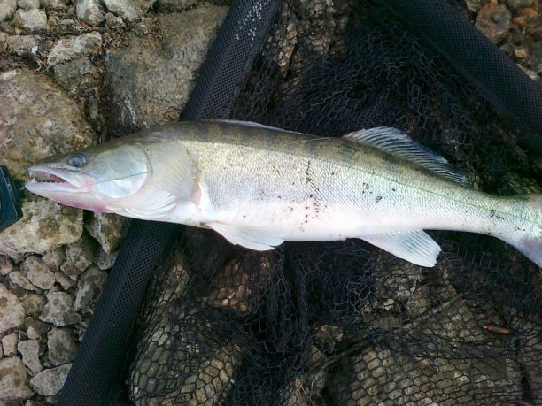 Shrap-Drakers.pl | Shrap Drakers Fishing | Wędkarstwo 