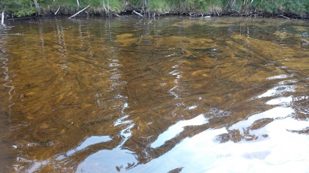 Shrap-Drakers.pl | Shrap Drakers Fishing | Wędkarstwo 