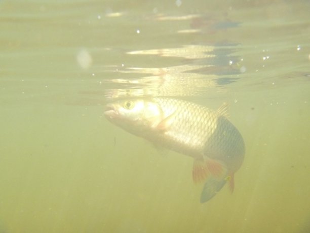 Shrap-Drakers.pl | Shrap Drakers Fishing | Wędkarstwo 