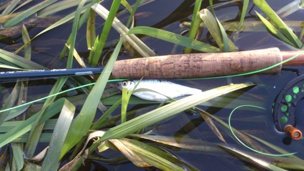 Shrap-Drakers.pl | Shrap Drakers Fishing | Wędkarstwo 