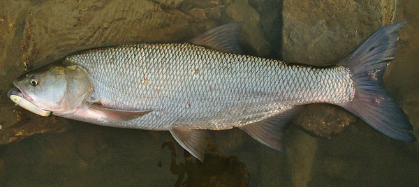 Shrap-Drakers.pl | Shrap Drakers Fishing | Wędkarstwo 